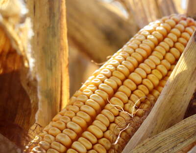 Harvest Ready Hybrid Corn Ear